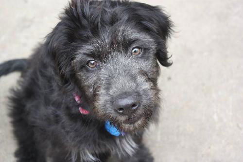 Gidgie Puppy
