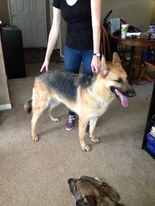 Polly Pardon Urgent Foster Needed