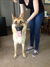 Polly Pardon Urgent Foster Needed