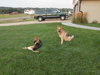 Polly Pardon Urgent Foster Needed