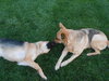 Polly Pardon Urgent Foster Needed