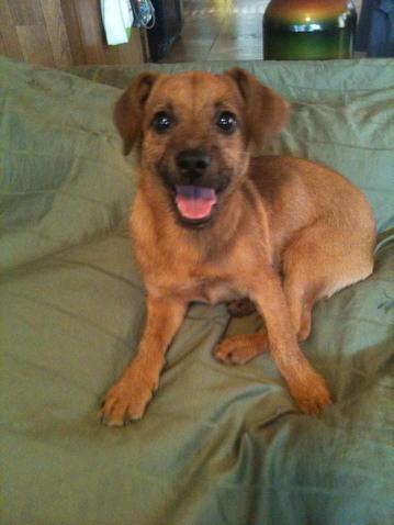 Elmer -Puppy