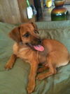 Elmer -Puppy