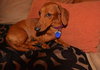 Dolly