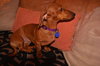 Dolly