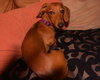 Dolly