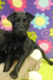 Chip-Puppy