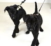 Chip-Puppy