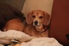 BuddyBoy