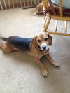 BuddyBoy