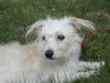 Doodlebug