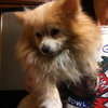 Colby