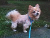 Colby