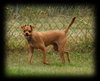 Harlan