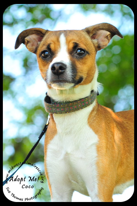 Coco-Pup
