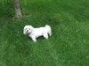 Tuffy