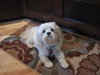 Tuffy