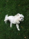 Tuffy