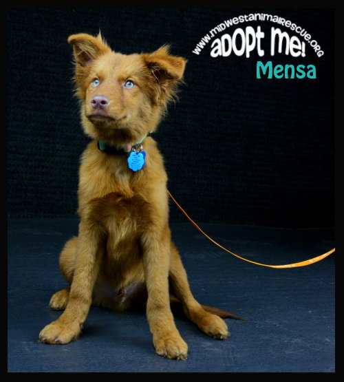 Mensa