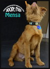 Mensa