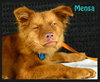 Mensa
