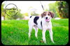 Huckle