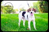 Huckle