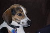 Huckle
