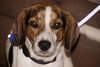 Huckle