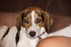 Huckle
