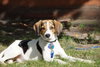 Huckle