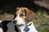 Huckle