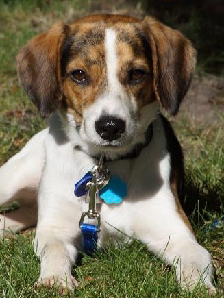 Huckle