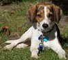 Huckle
