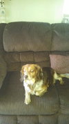 Louie
