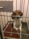 Piper