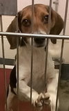 Piper