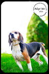 Otis