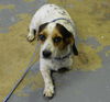 Gertie