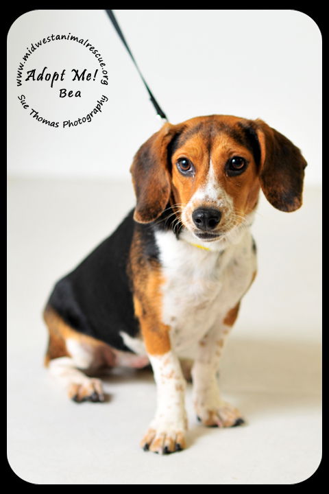Bea