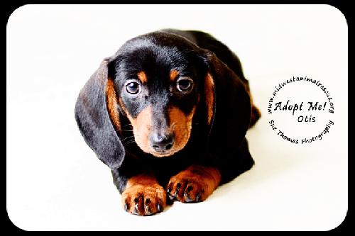 Otis-Puppy
