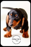 Otis-Puppy