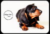 Otis-Puppy