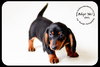 Otis-Puppy
