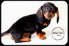 Otis-Puppy