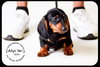 Otis-Puppy