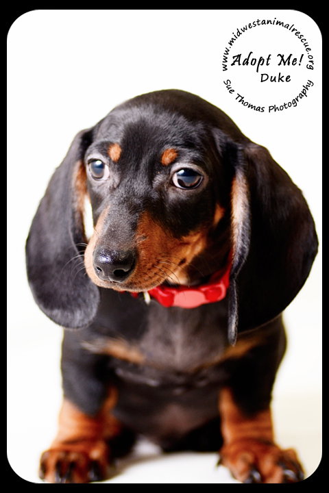 Duke-Puppy