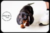 Duke-Puppy