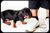 Duke-Puppy