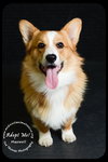 Maxwell